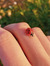 ladybug...