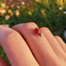 ladybugsdiary