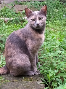 Ren