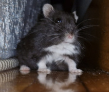 Enzo