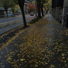 Lilly ❀