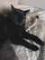 Shiloh