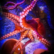 OCTOPUS