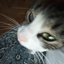 :P