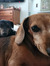 Jess
