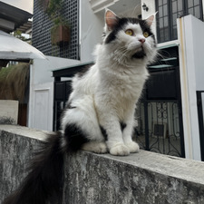 Faiz