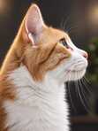Angee