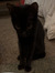 Cally