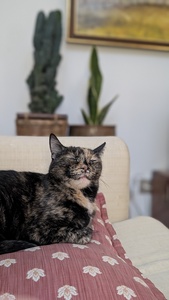 Bis