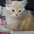 lusi