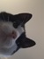 Hattie