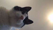 Hattie