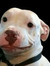 Brandy