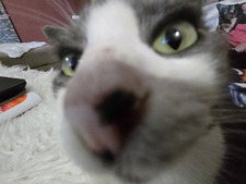 Alexo