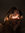 204927530