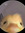 Pato