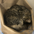 Elian