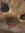 fay