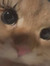 fay