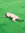 Izzy