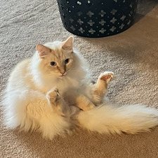 Amy