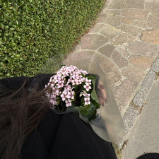 Dalaa