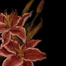 Lily’s