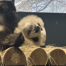 PandaBean