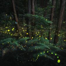 thymesglow
