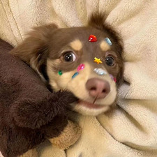 🧸
