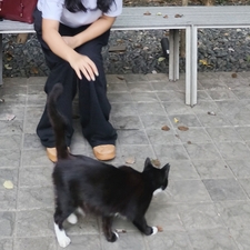 mirva