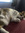 Calicocat