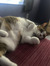 Calicocat