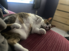 Calicocat