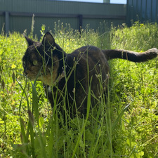 lucymousecat
