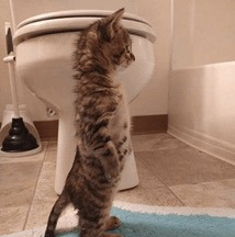 Kat