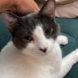 Phoebe