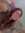 frannie