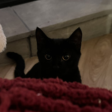 Chloe