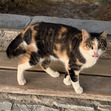Izabela