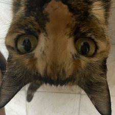 Bastet