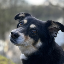 Karin