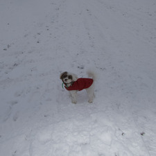 Annabel