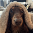 Zoi