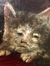 Kat