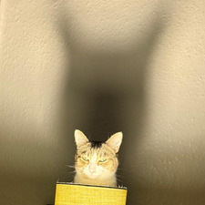 Ada