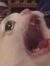 cryptid