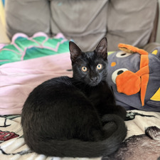 T✨