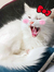 Rika