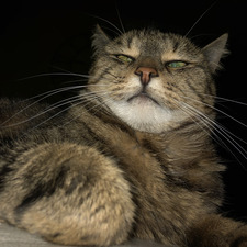 couscouscat